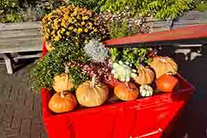 Kürbisse im Herbst